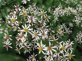 Aster divaricatum 1gal