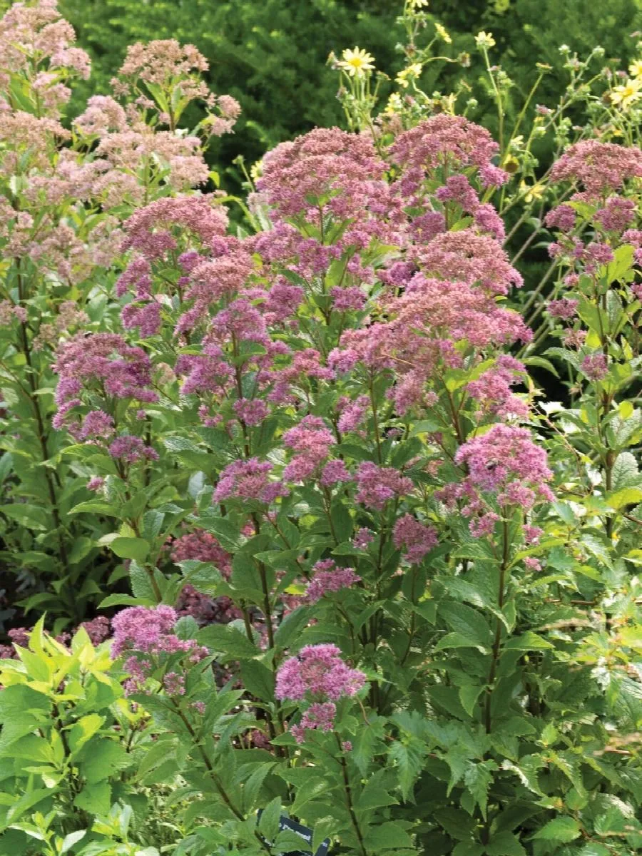 Baby Joe Pye Weed gal