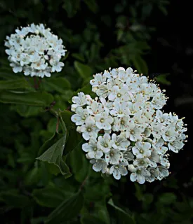 Oval leaved Viburnum - Bundle of 5 bareroot plants