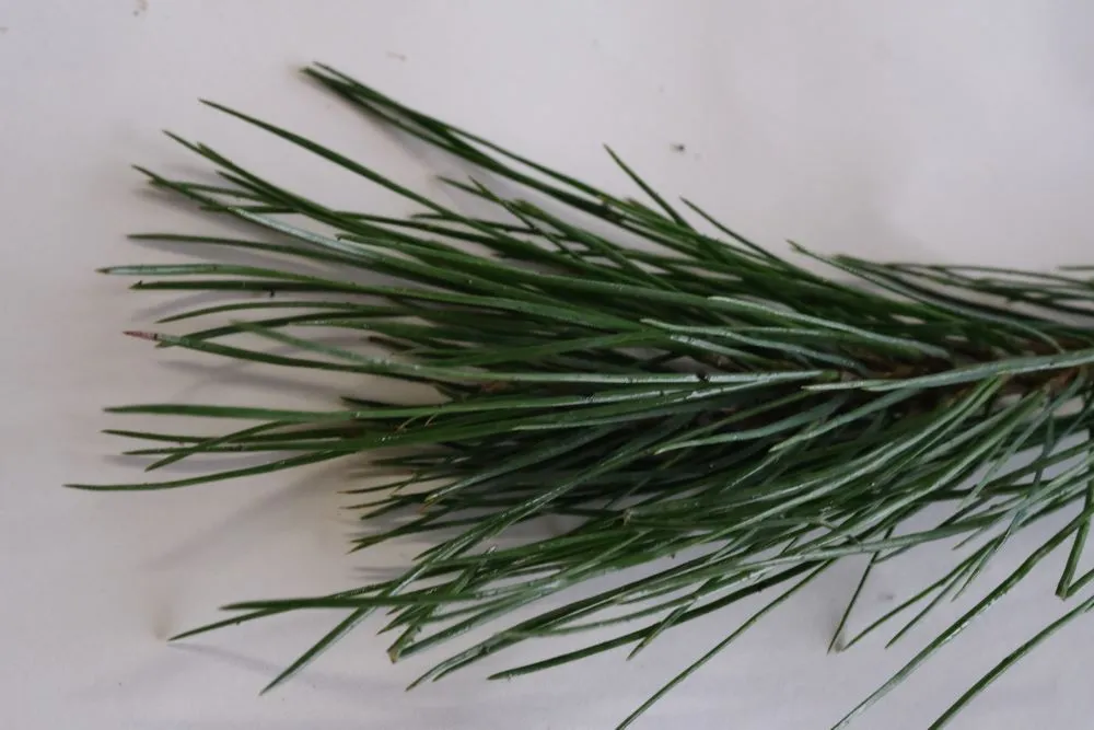 Willamette Valley Pondarosa Pine - bundles of 5 plants (large plugs)